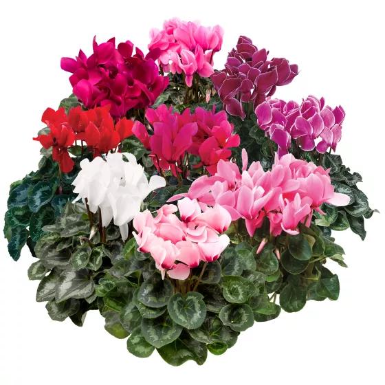Cyclamen Persicum ‘Leopardo Mix’