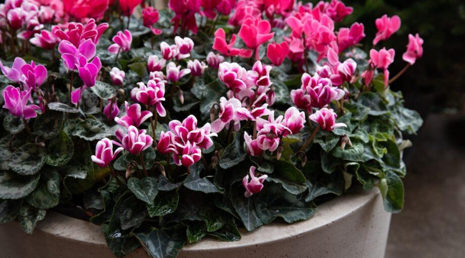Cyclamen Persicum ‘Leopardo Mix’