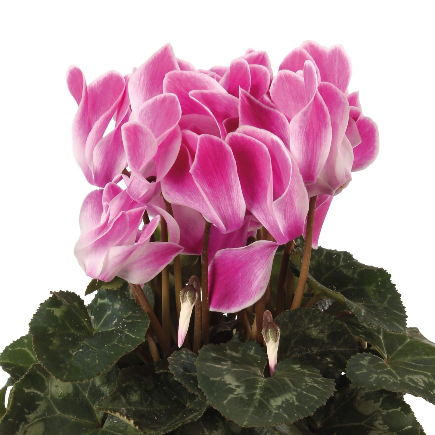 Cyclamen Persicum ‘Leopardo Mix’