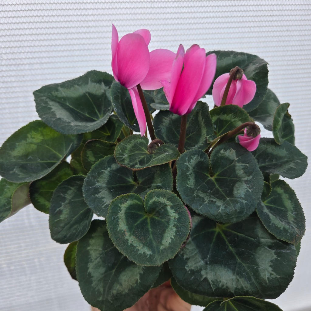 Cyclamen persicum (Leopardo Light Neon Pink)