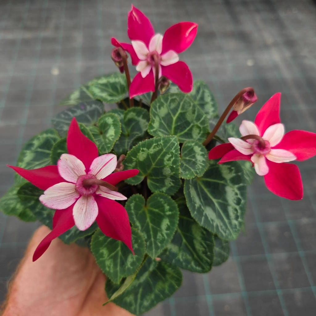 Cyclamen Persicum ‘DJIX Wine’ (Florist’s Cyclamen)