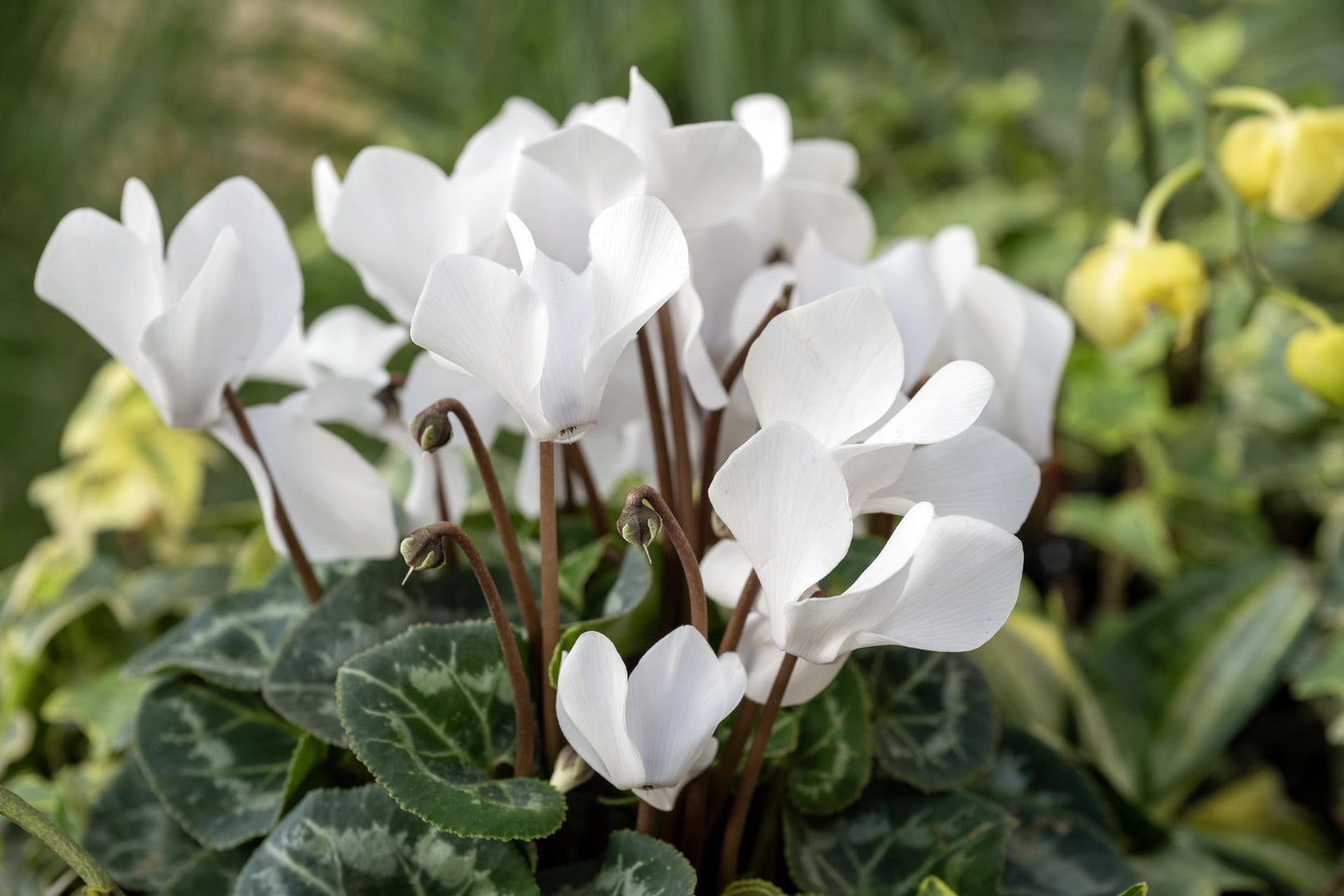 Cyclamen persicum (Leopardo Cream White)