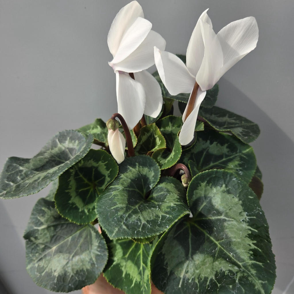 Cyclamen persicum (Leopardo Cream White)