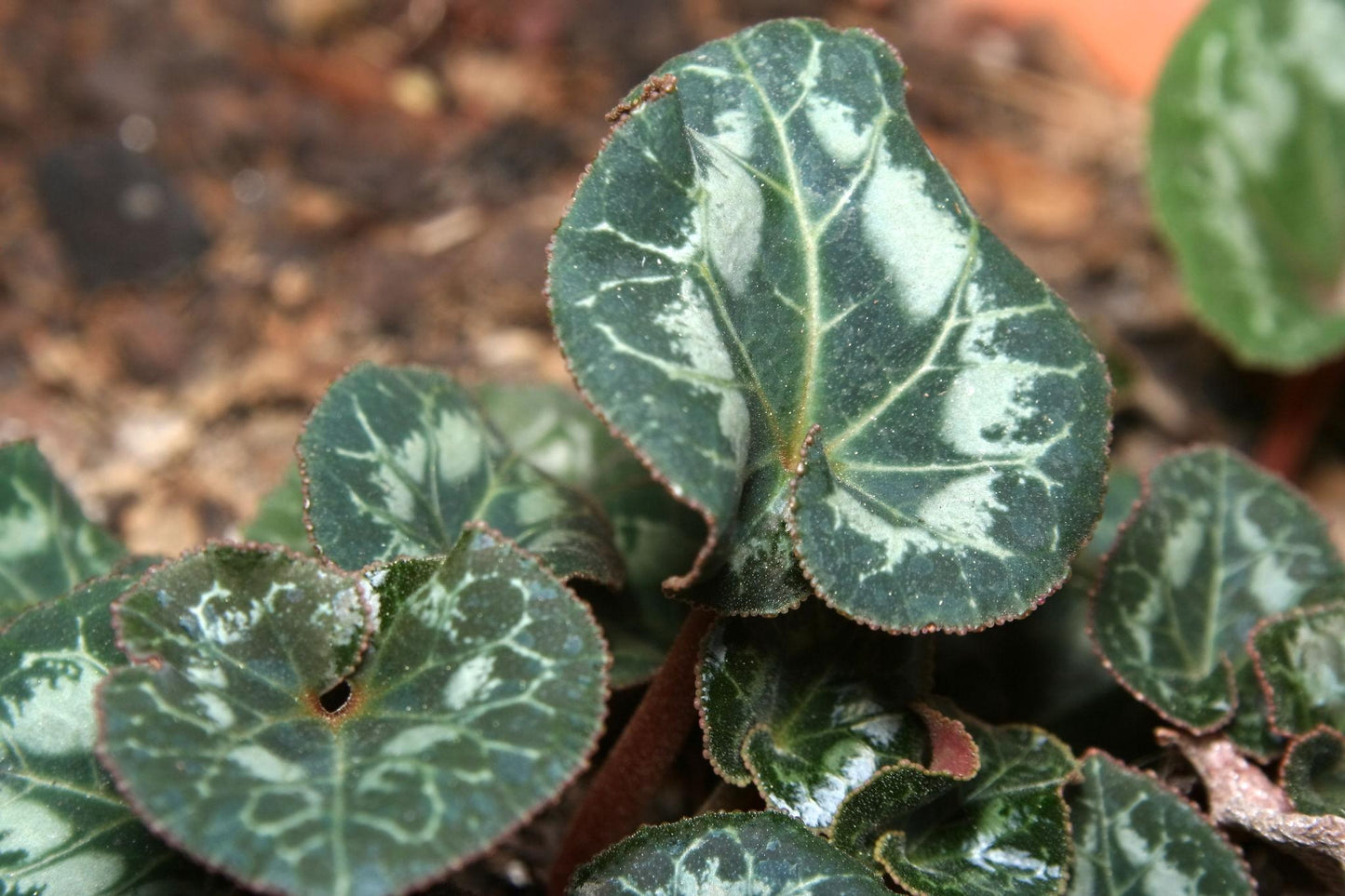 Cyclamen persicum (Leopardo Light Neon Pink)