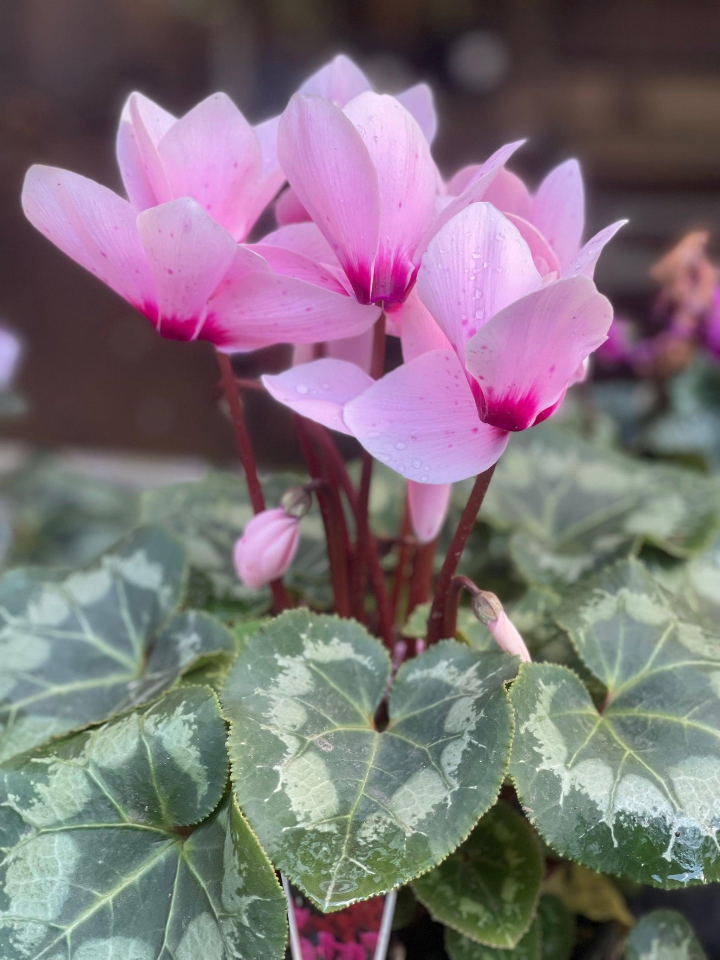Cyclamen persicum (Leopardo Light Neon Pink)