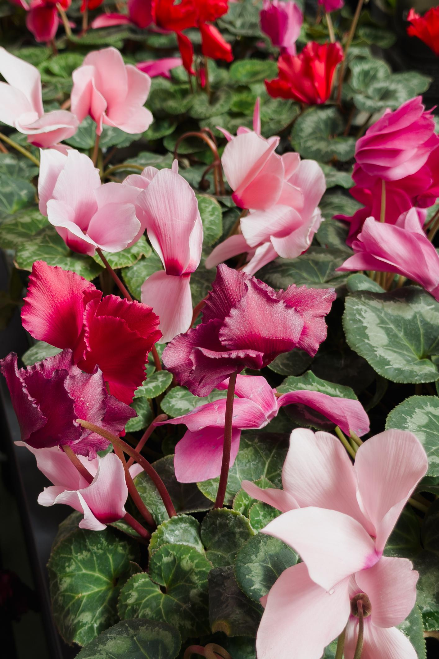Cyclamen persicum (Leopardo Light Neon Pink)