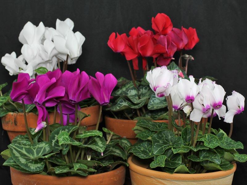 Cyclamen persicum (Tianis Mix)