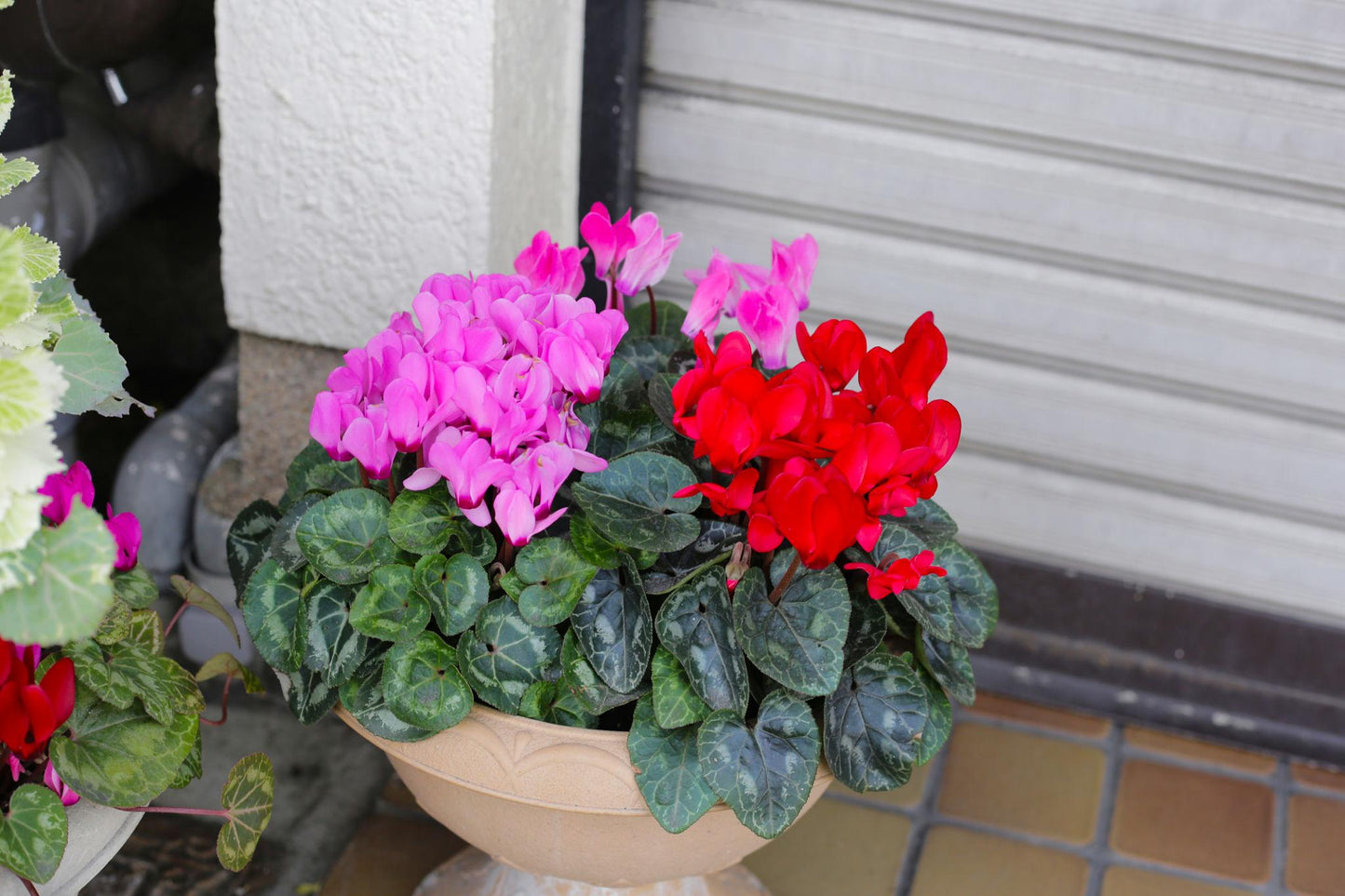 Cyclamen persicum (Tianis Mix)