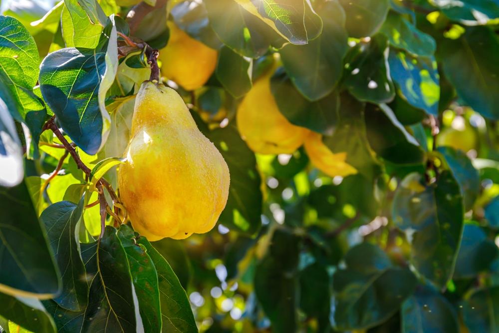 Cydonia Oblonga 'Smyrna' (Quince Smyrna)