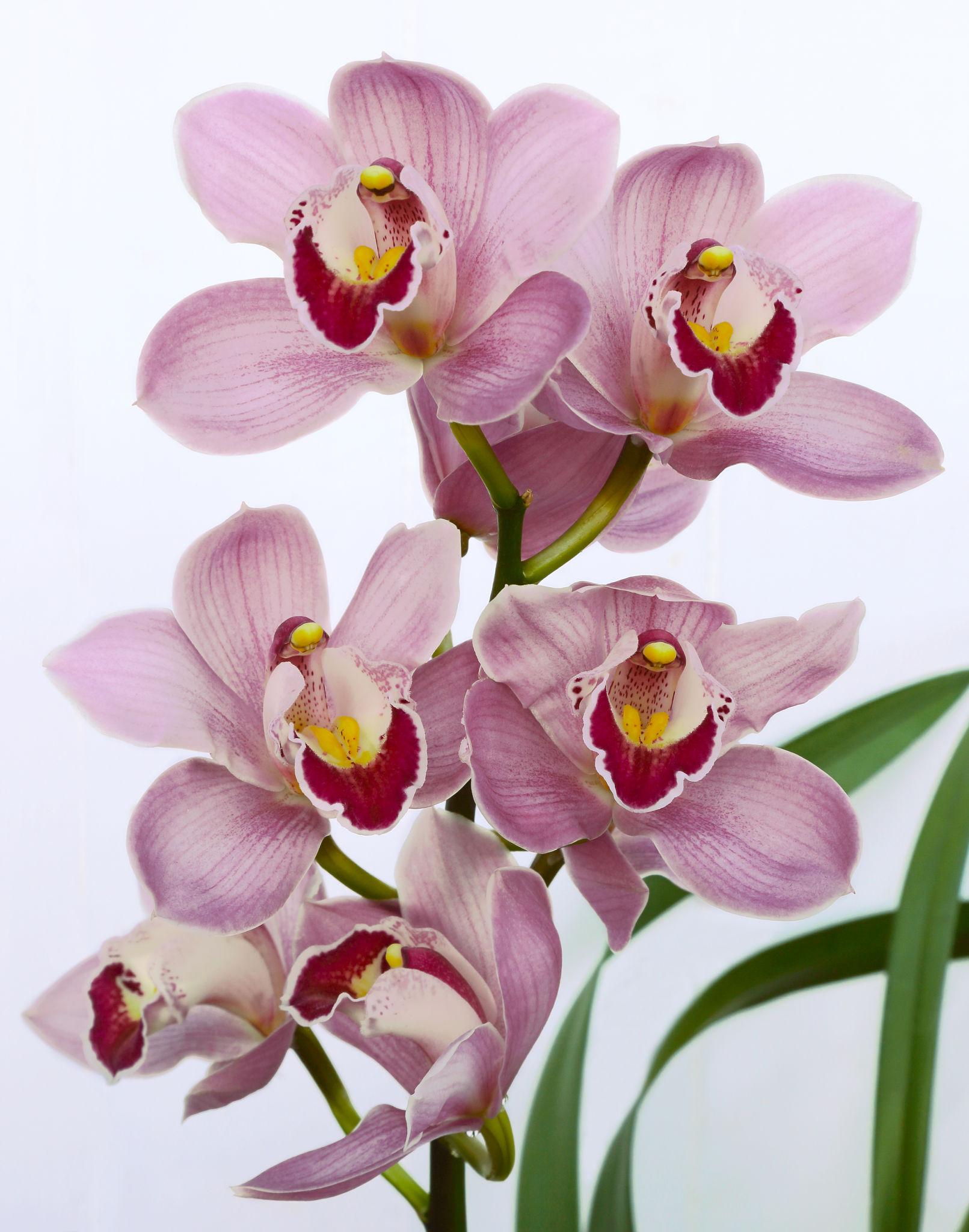 Cymbidium (Orchid)