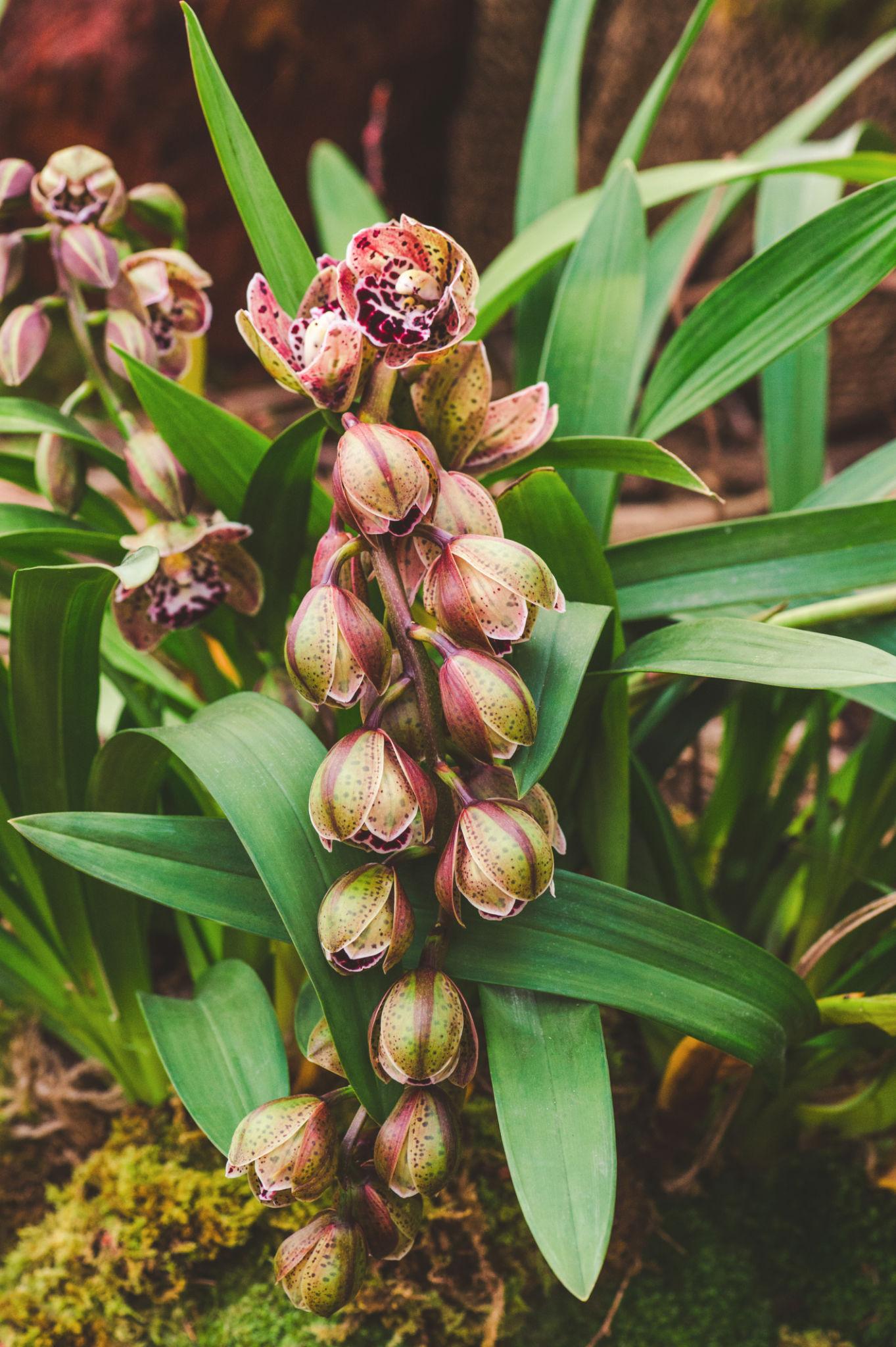 Cymbidium (Orchid)