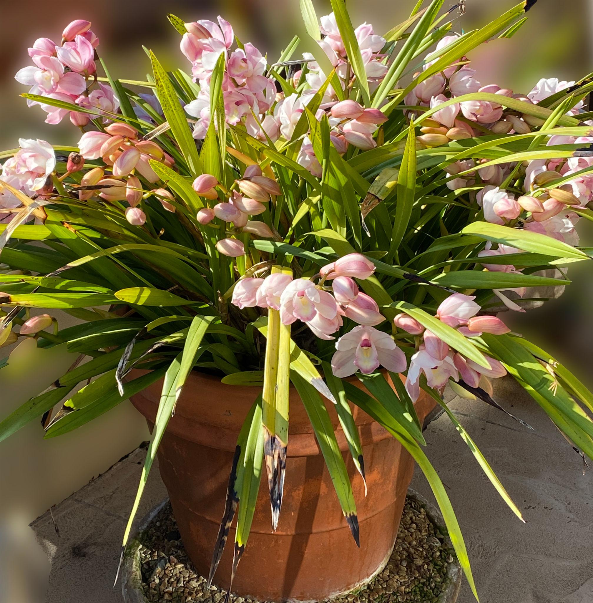 Cymbidium (Orchid)