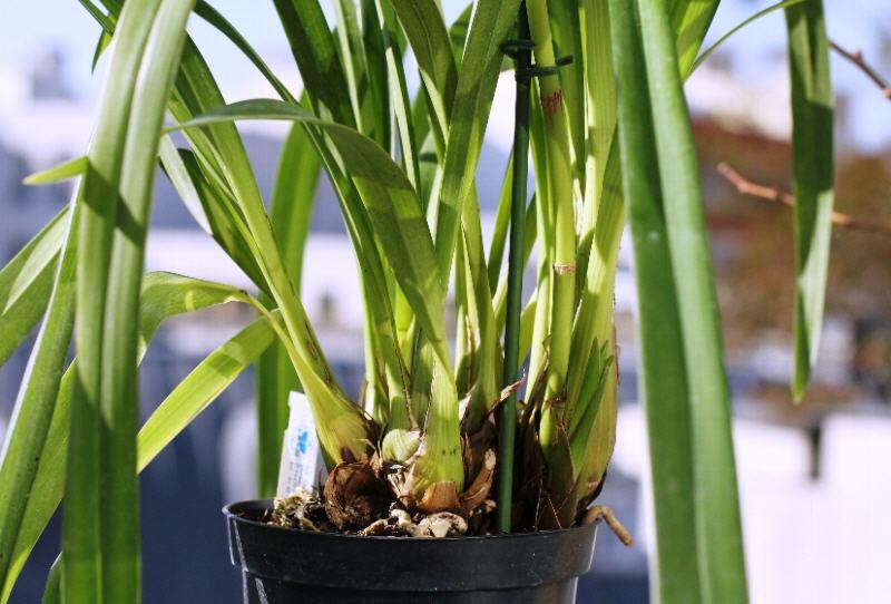 Cymbidium (Orchid)