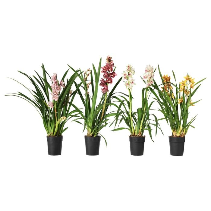 Cymbidium (Orchid)
