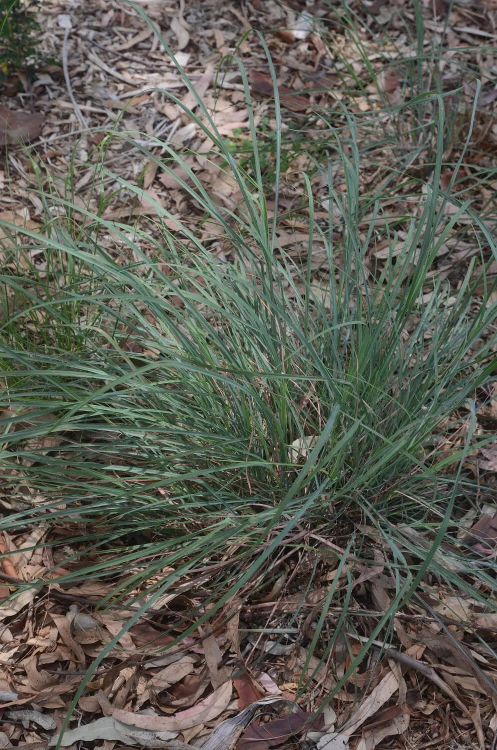 Cymbopogon refractus (Barbed Wire Grass)