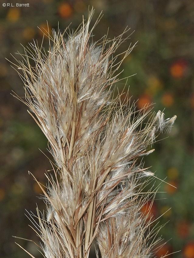 Cymbopogon Ambiguus (Australian Lemon Grass)