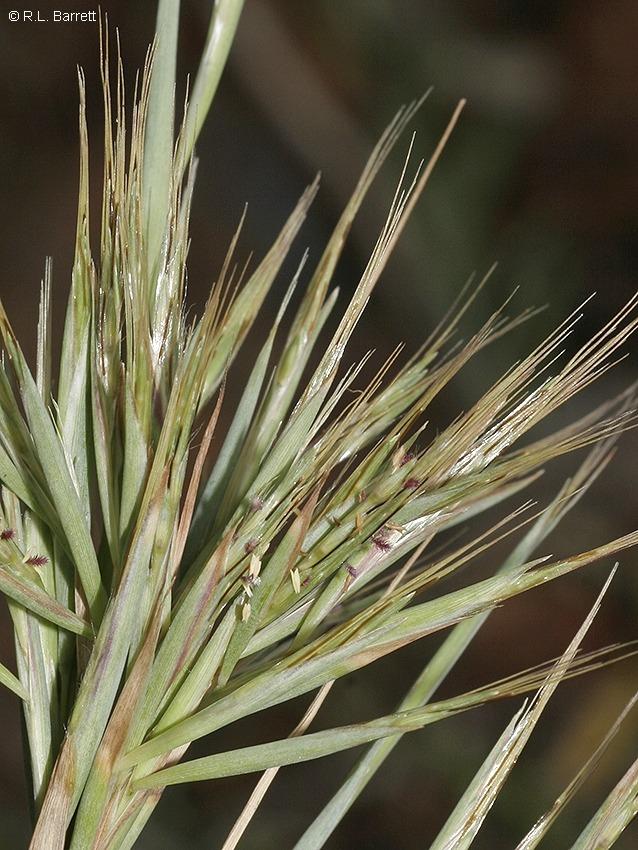 Cymbopogon Ambiguus (Australian Lemon Grass)