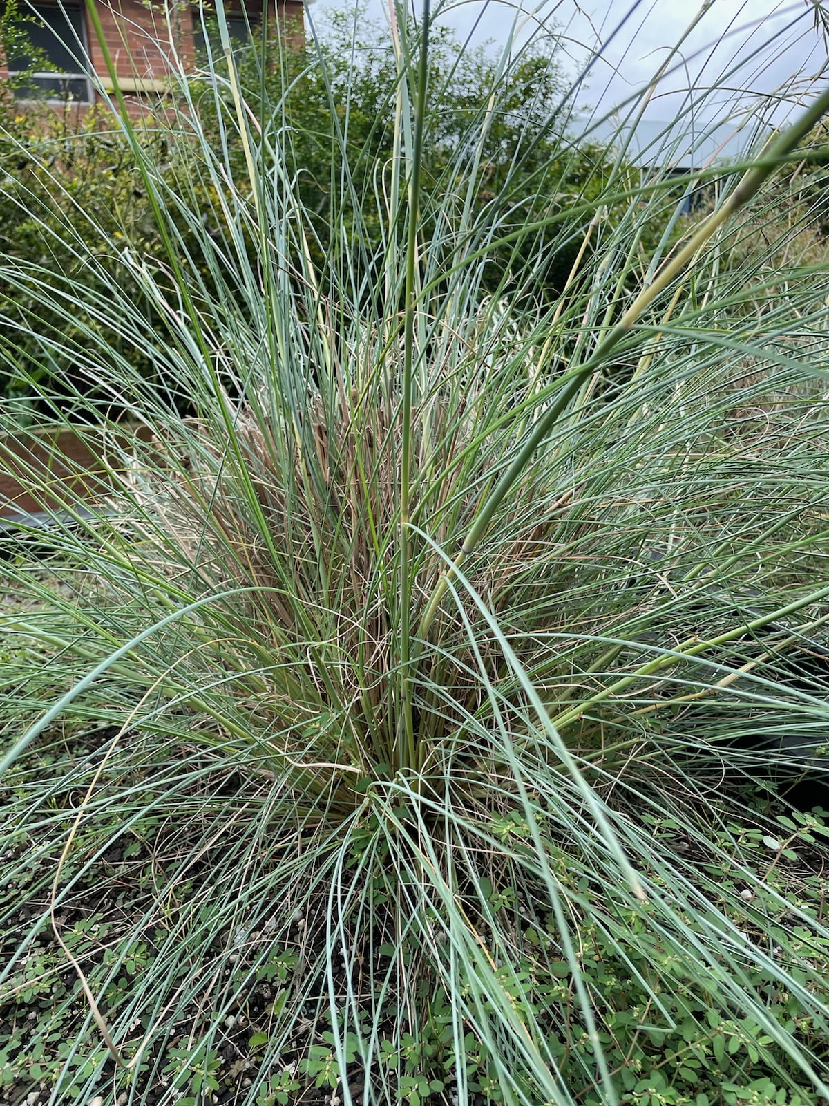 Cymbopogon Ambiguus (Native Lemon Grass)
