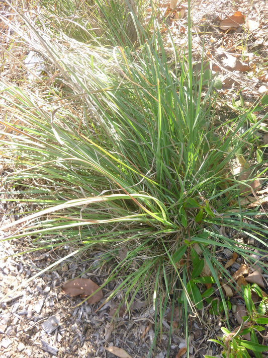 Cymbopogon Refractus (Barbed Wire Grass)