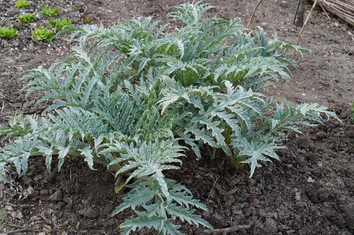 Cynara Scolymus (Artichoke)