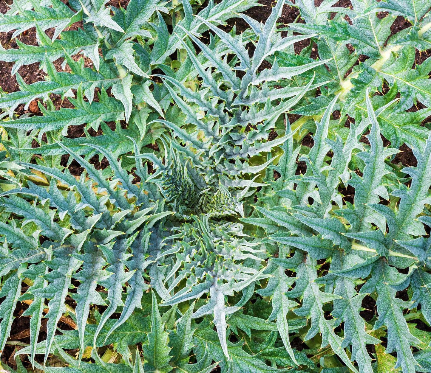 Cynara Scolymus (Artichoke)