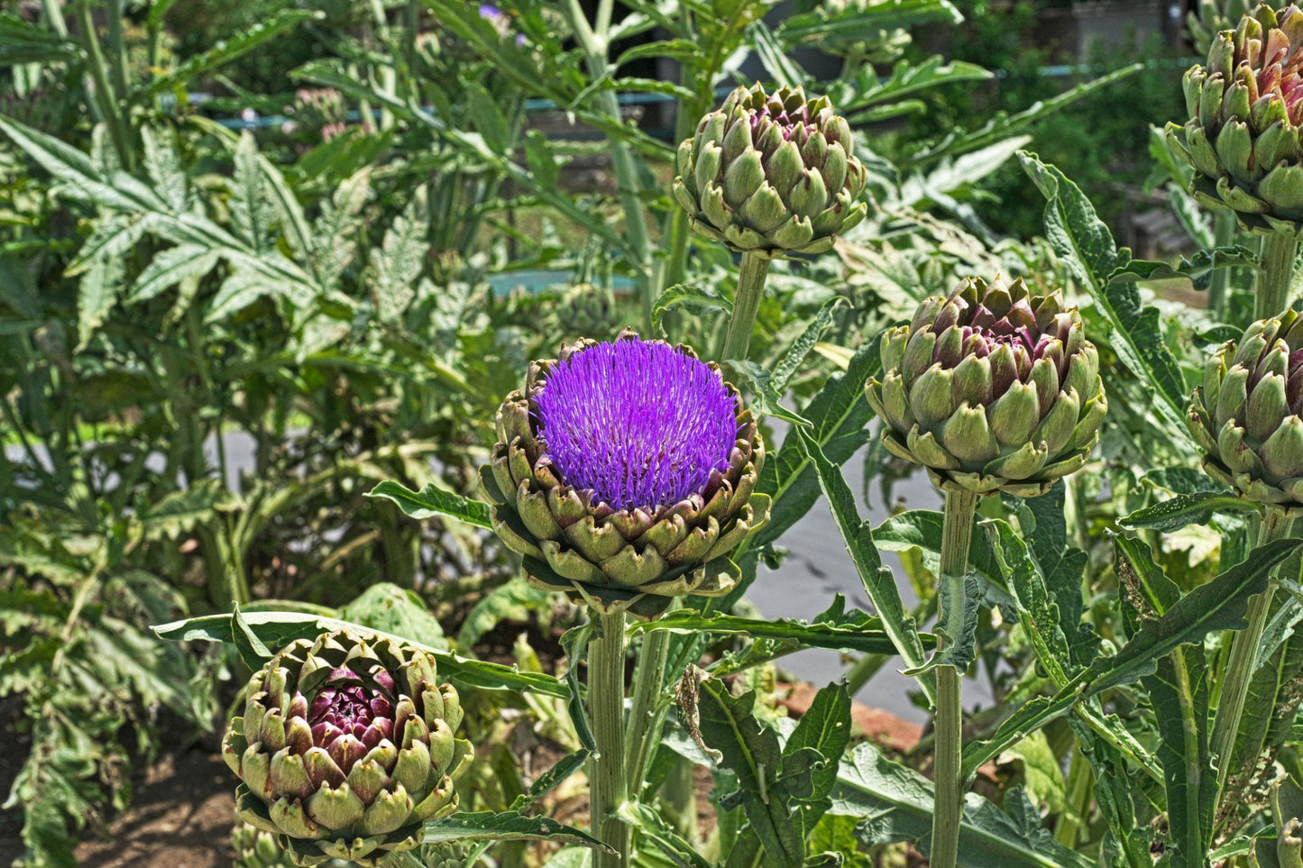 Cynara Scolymus (Artichoke)