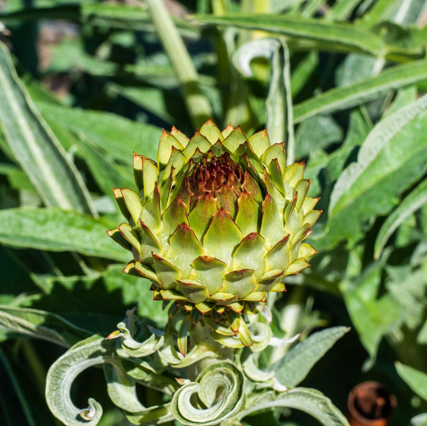 Cynara Scolymus (Artichoke)