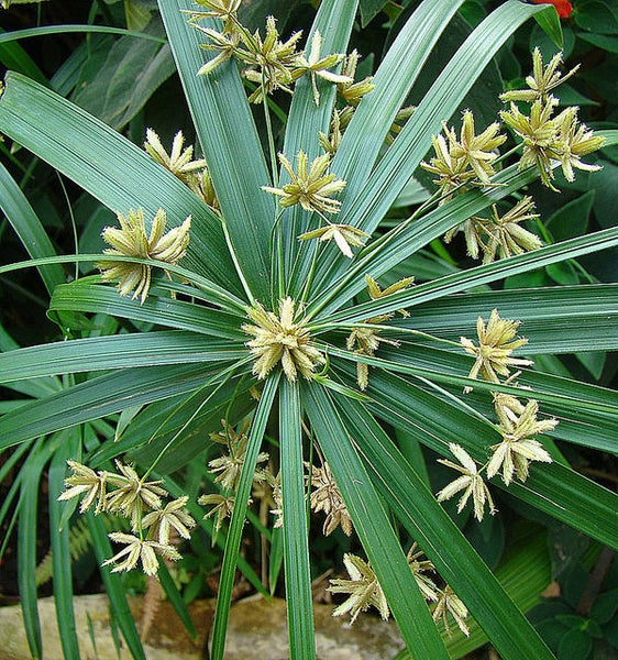Cyperus alternifolius (Umbrella Grass)