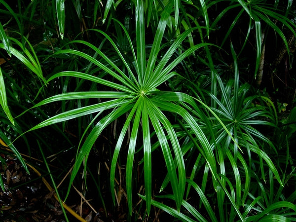 Cyperus alternifolius (Umbrella Grass)