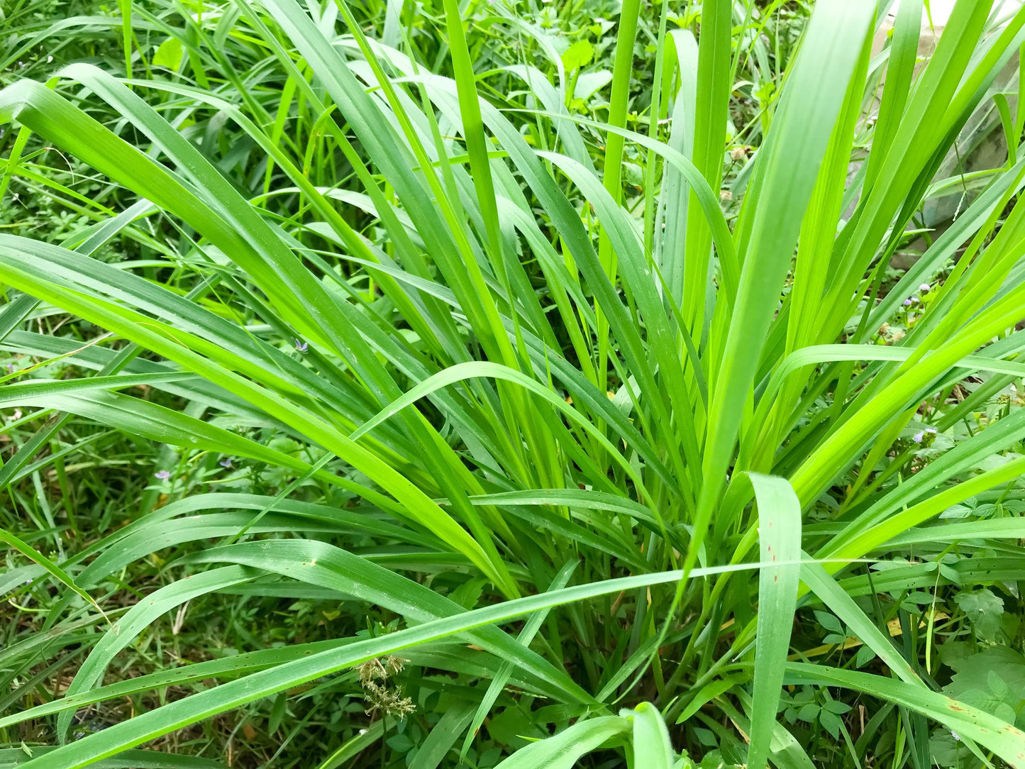 Cyperus Citratus (East Indian Lemongrass)