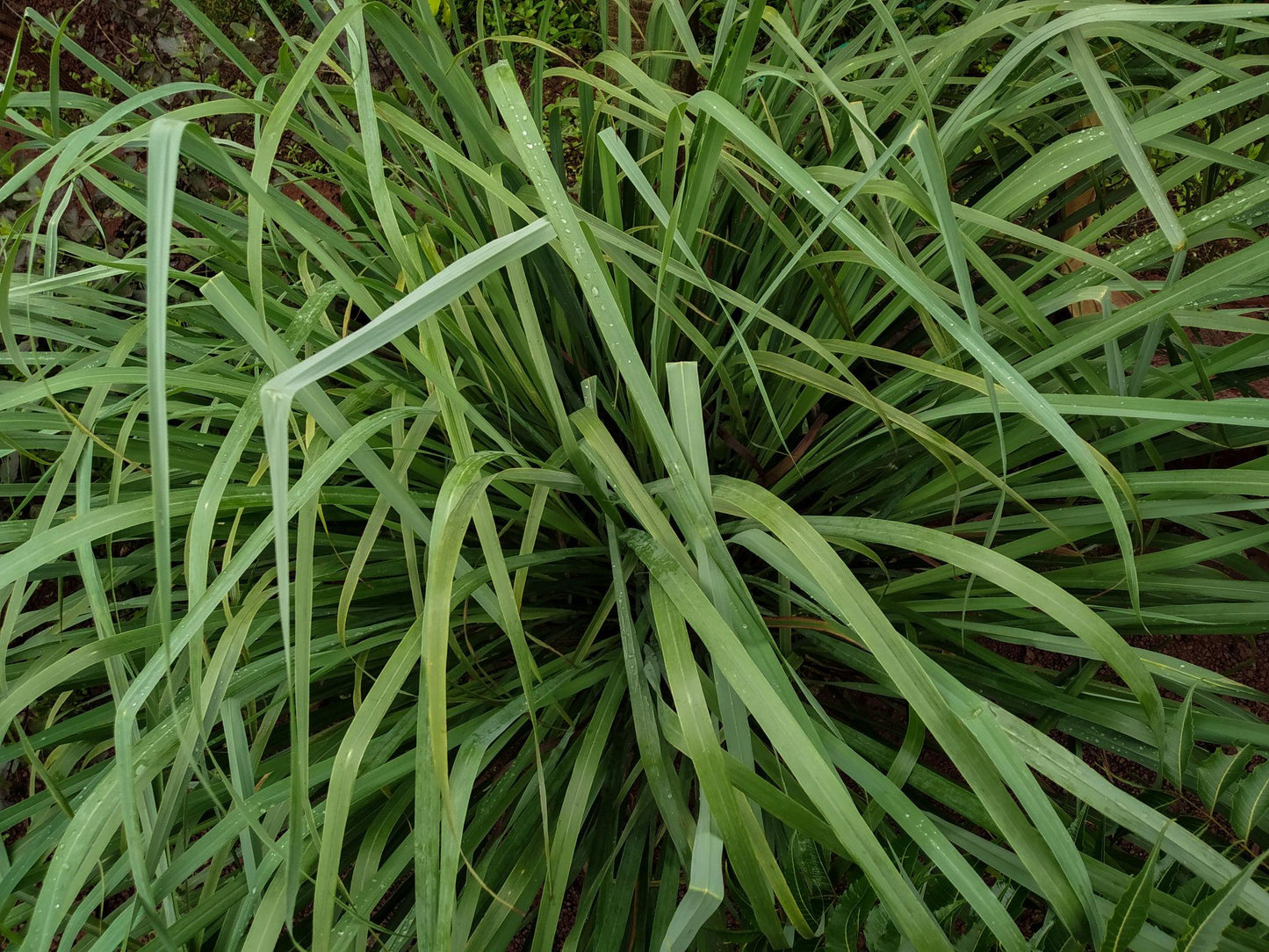 Cyperus Citratus (East Indian Lemongrass)