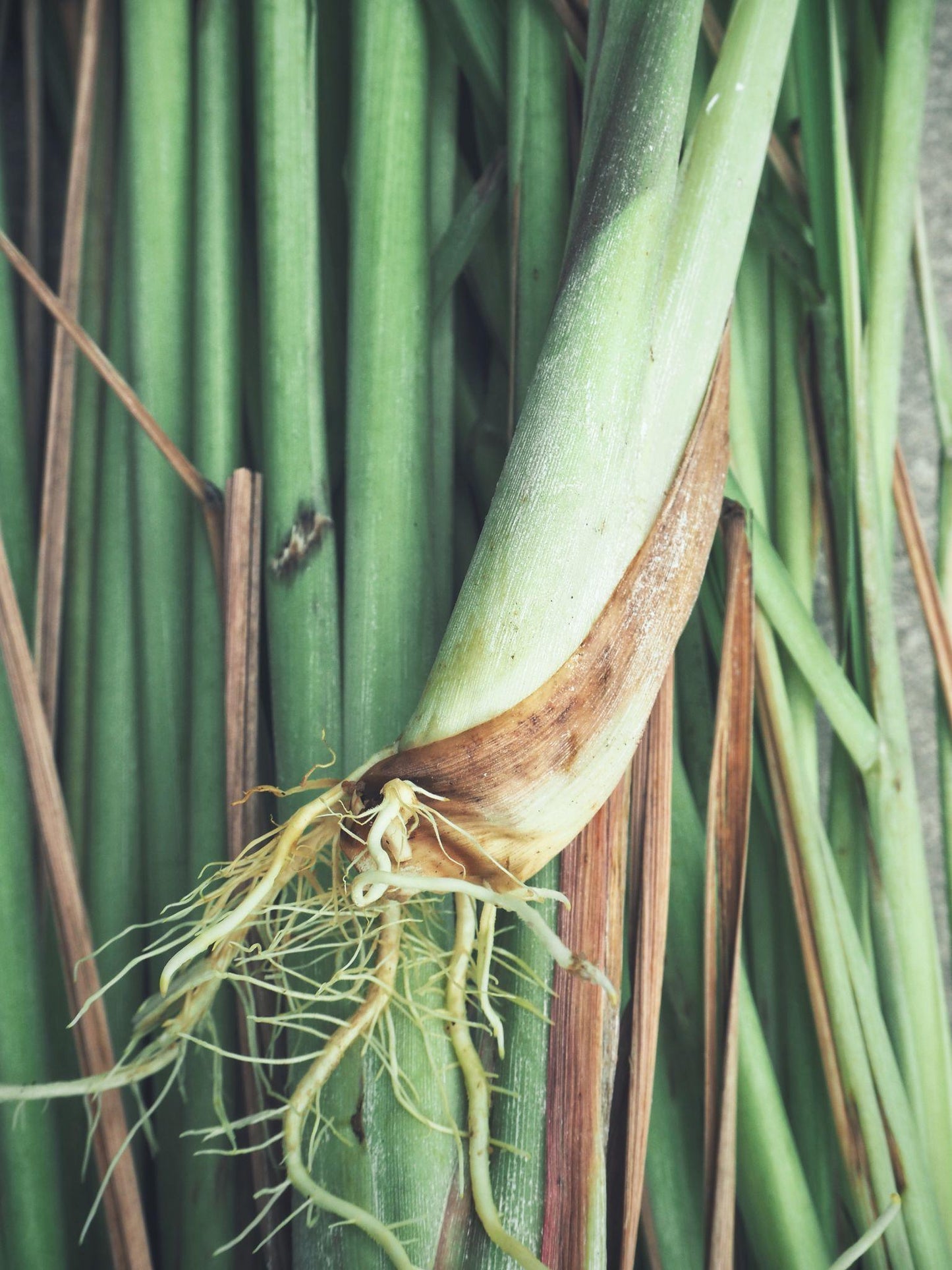 Cyperus Citratus (East Indian Lemongrass)