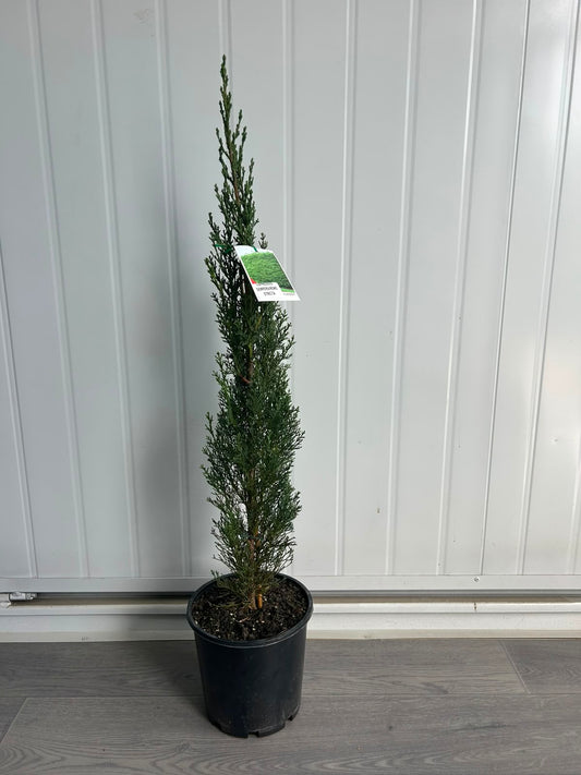 Cupressus Sempervirens ‘Stricta’ (Italian Cypress) CLEARANCE