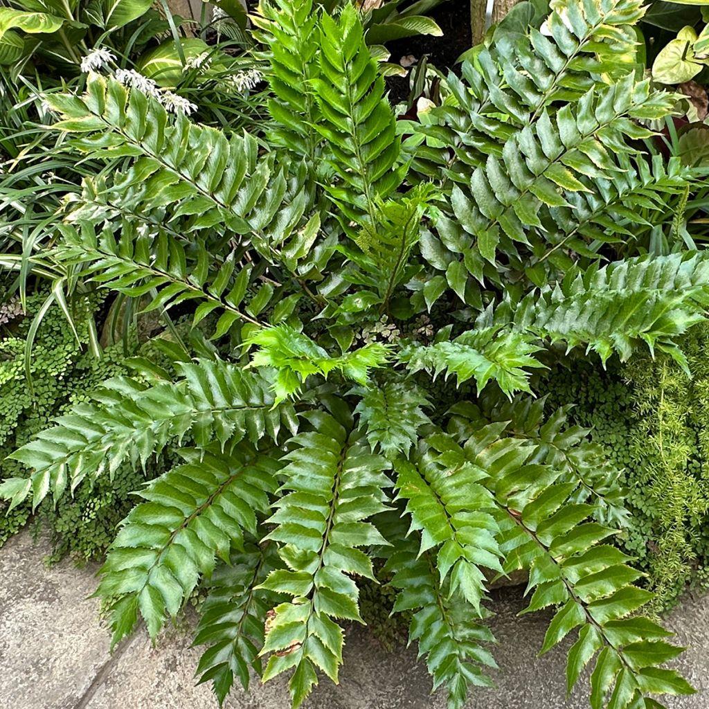 Cyrtomium Falcatum (Holly Fern)