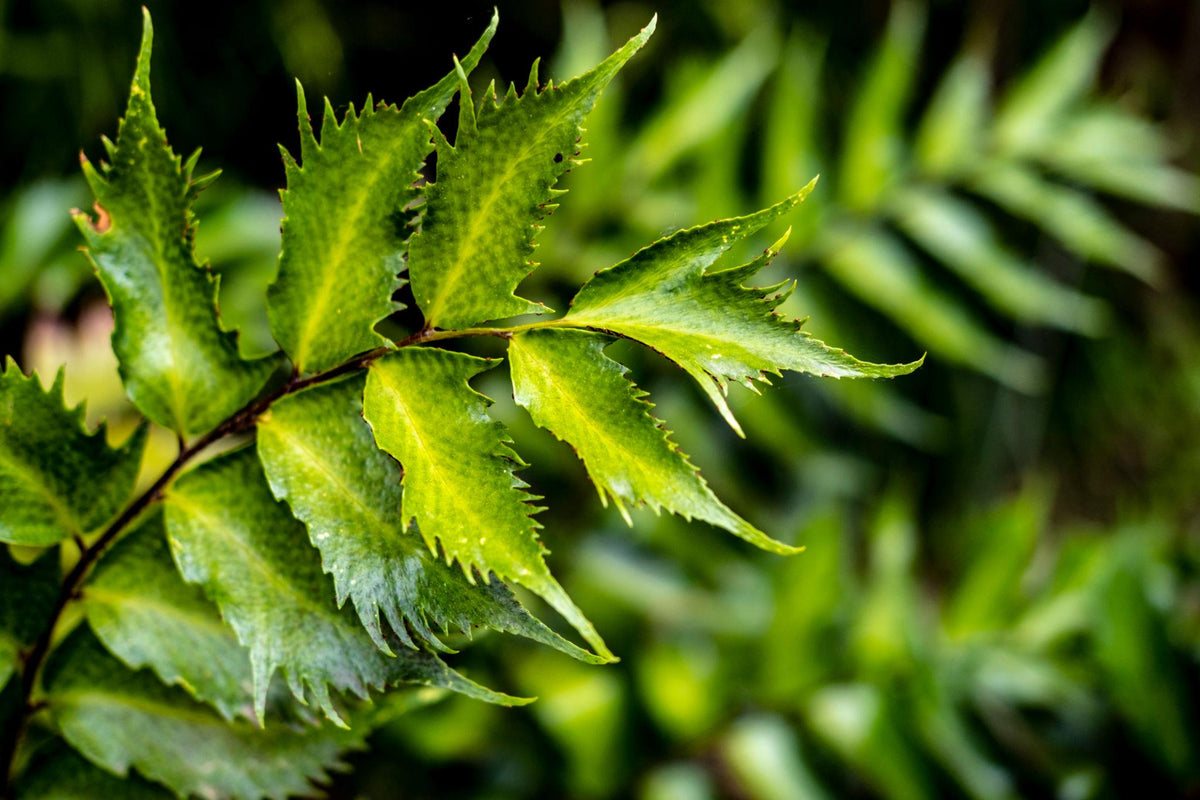 Cyrtomium Falcatum (Holly Fern)