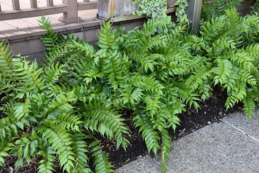 Cyrtomium Falcatum (Holly Fern)