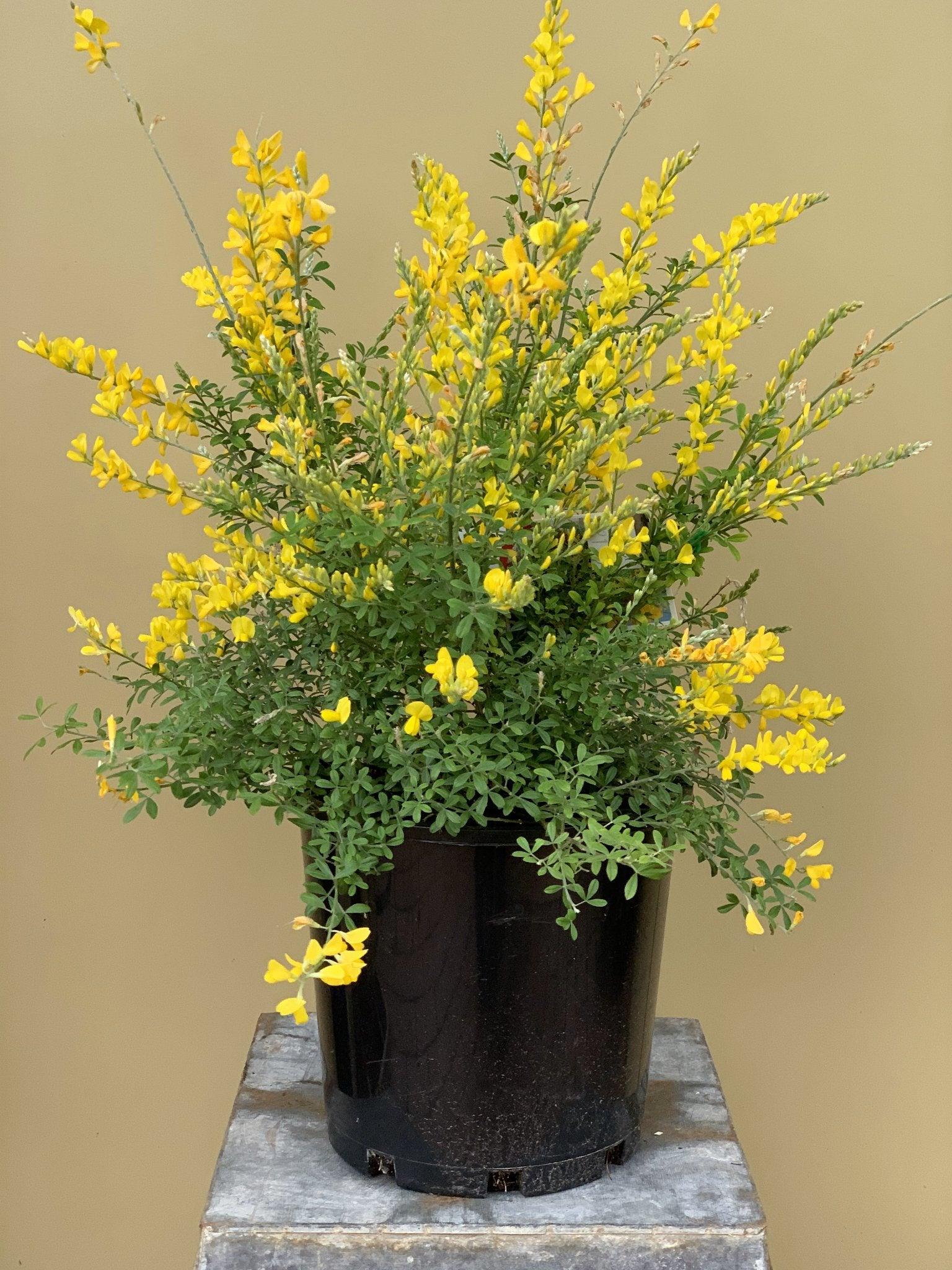 Cytisus Racemosus 'Nana' (Dwarf Easter Broom)
