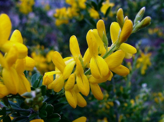 Cytisus Racemosus 'Nana' (Dwarf Easter Broom)