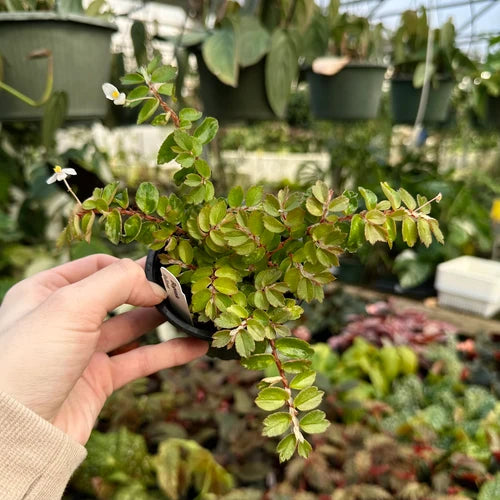 Begonia foliosa ‘Hanging Baskets’ – Fern Begonia