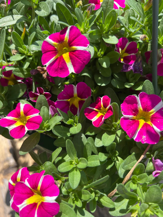Calibrachoa ‘Colibri™ Pink Bling’ (Mini Petunia)
