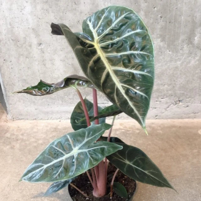 Alocasia ‘Pink Princess’ (Elephant Ear)