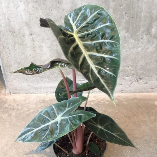 Alocasia ‘Pink Princess’ (Elephant Ear)