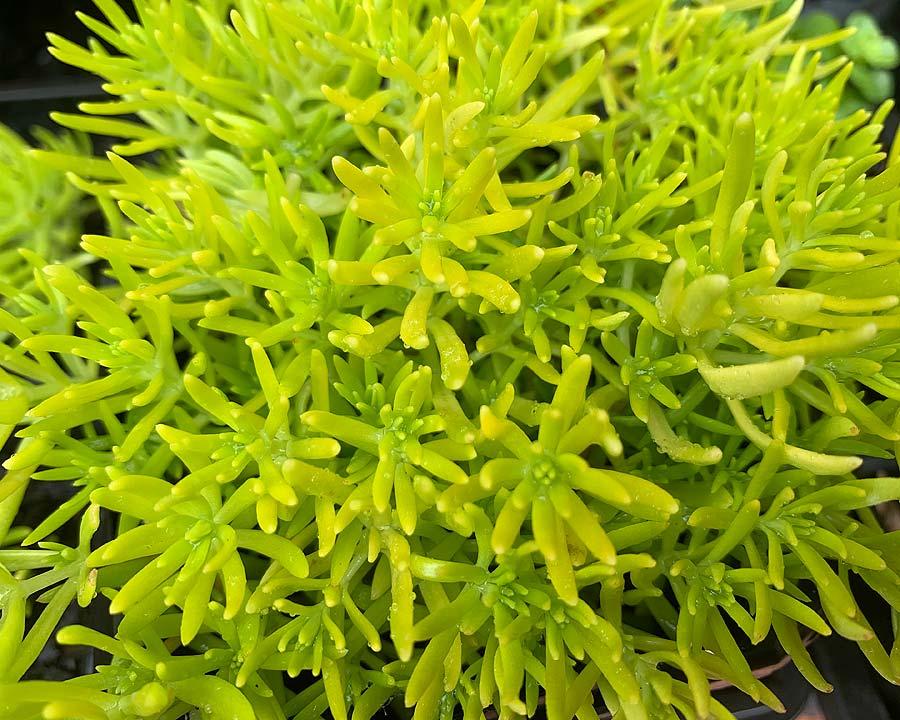 Sedum Mexicanum 'Gold Mound' (Gold Mound Stonecrop)