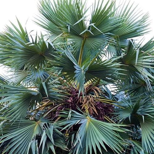 Chamaerops Humilis Var. Cerifera (Blue Mediterranean Fan Palm)