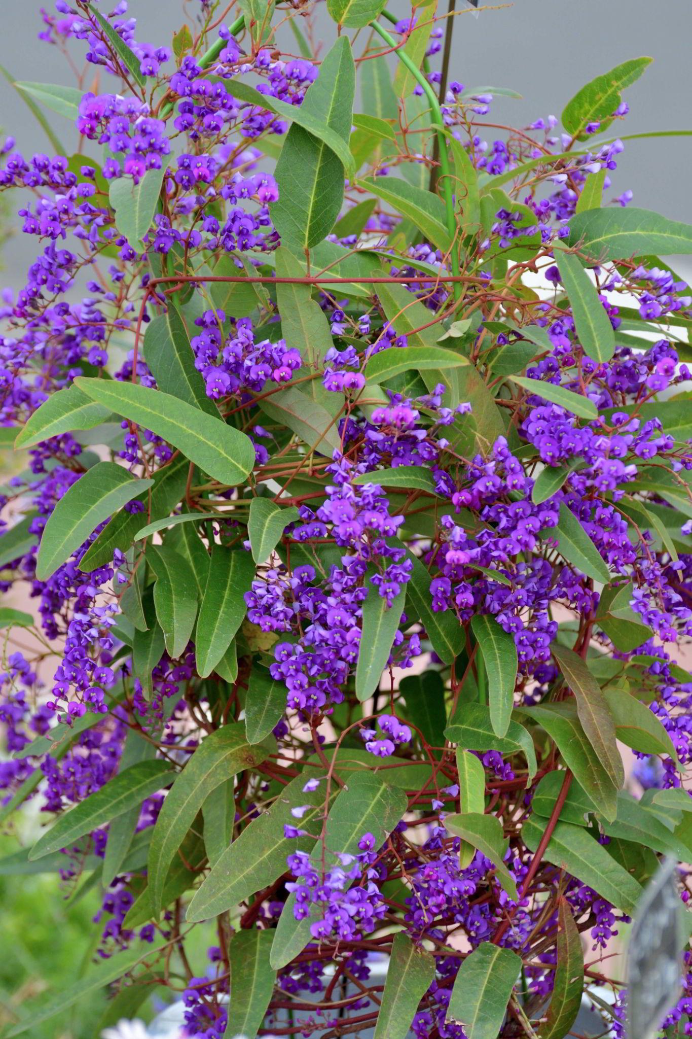Hardenbergia Violacea (Purple Coral Pea)