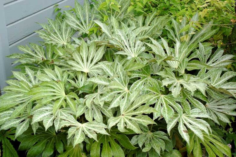 Fatsia Japonica 'Spider's Web' (Spider's Web Japanese Aralia)