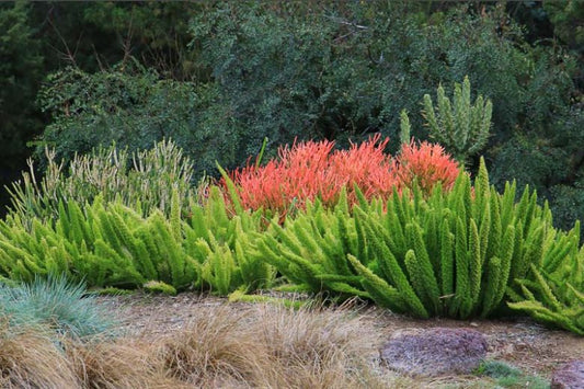 Asparagus Meyeri (Foxtail Fern)