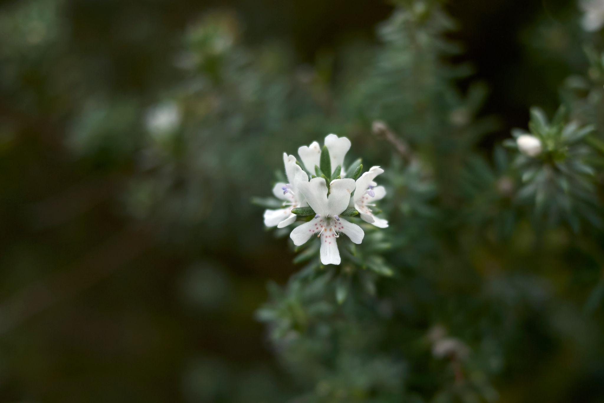 Westringia Fruticosa ‘Zena’ (Zena Coastal Rosemary Topiary Ball)