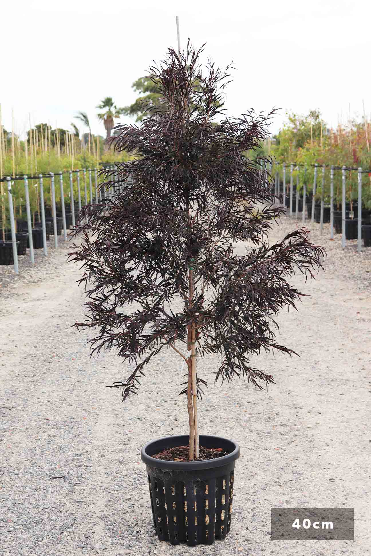 Agonis Flexuosa ‘After Dark’ (Black Willow Myrtle)