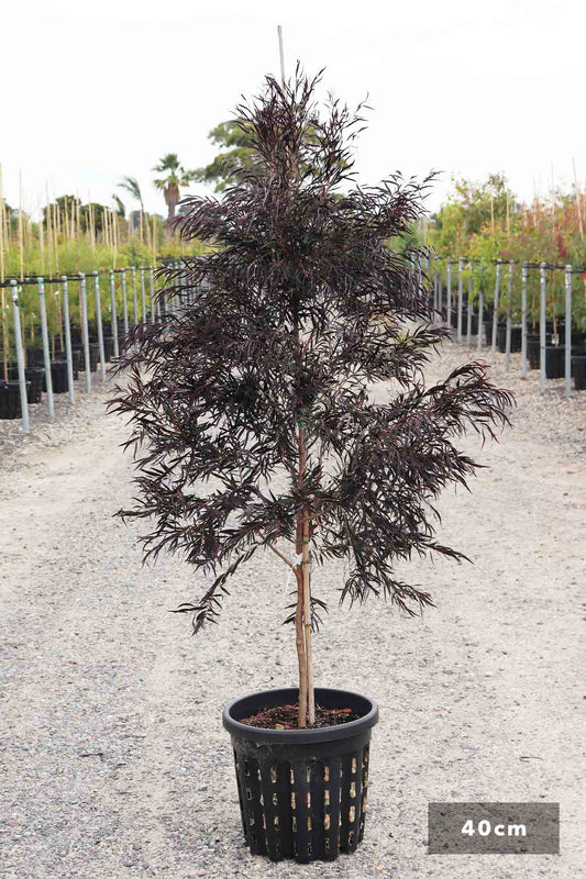 Agonis Flexuosa ‘After Dark’ (Black Willow Myrtle)